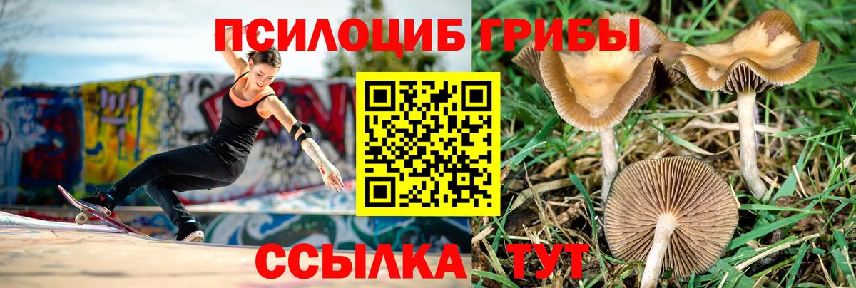 Псилоцибиновые грибы мицелий Ивантеевка